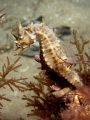   Young Seahorse chillaxing night dive under Rye Pier Port Phillip Bay Melbourne. Melbourne  